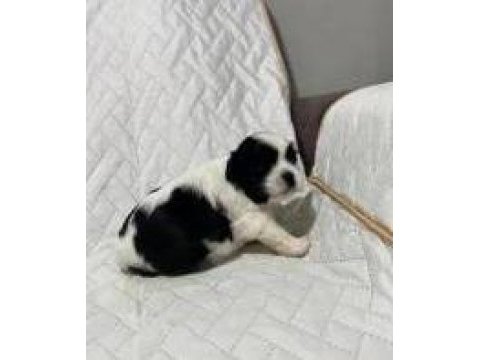 Shih tzu (şitsu)