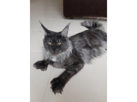 Orjinal saf kan full secereli parmak main coon