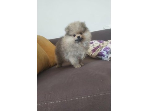 Pomeranian boo erkek köpeğimiz