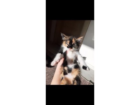 Minik kedim kızım yuva arıyor