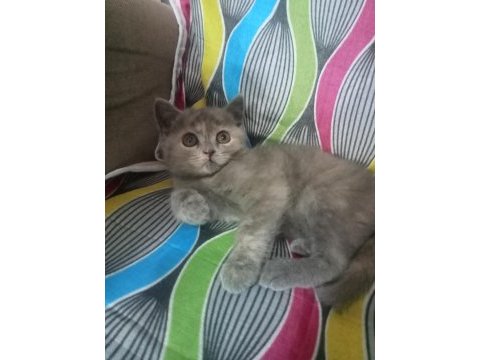 British shorthair ve longhair yavrular