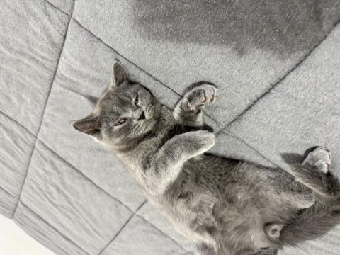 Kedimiz 3 aylık british shorthair