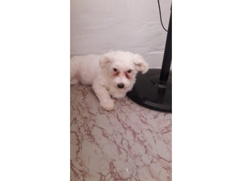 25 ocak doğumlu dişi terrier