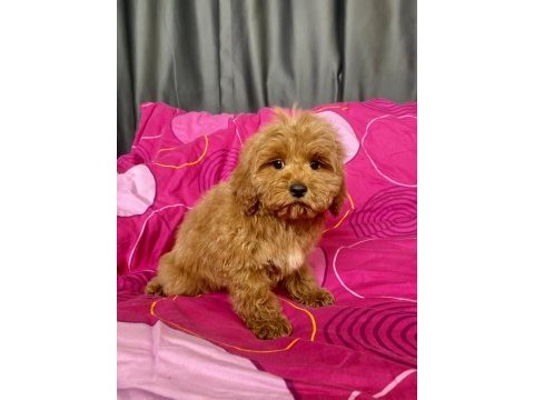 Mini boy maltipoo erkek yavrularımız