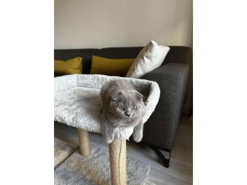 Sıfır kulak scottish fold cinsi yavrumuza aile arıyoruz