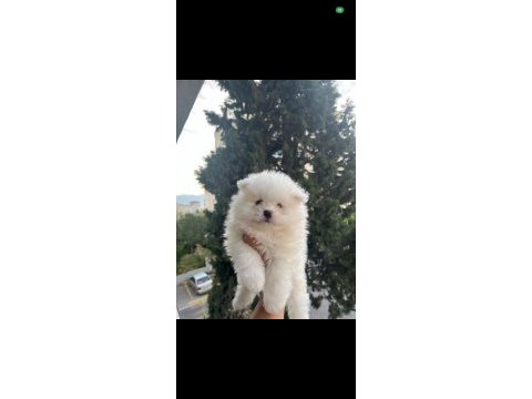 Ayı surat pomeranian bebekler