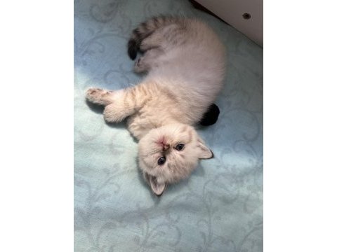 Son british shorthair kedimiz