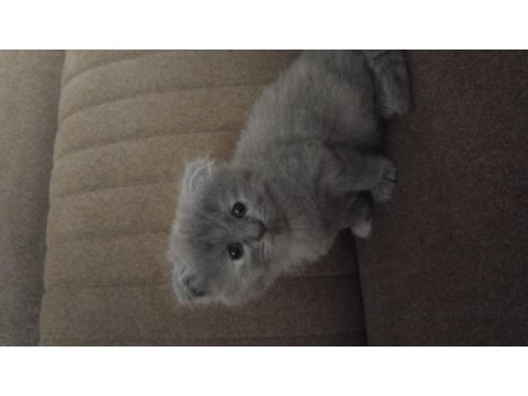 Scottish fold kızımıza yuva