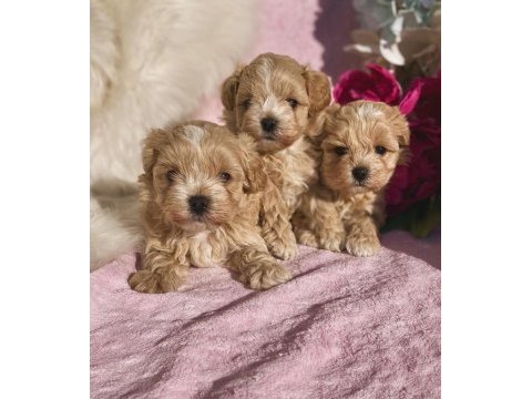 Maltipoo saf en küçük boy yavrularımız
