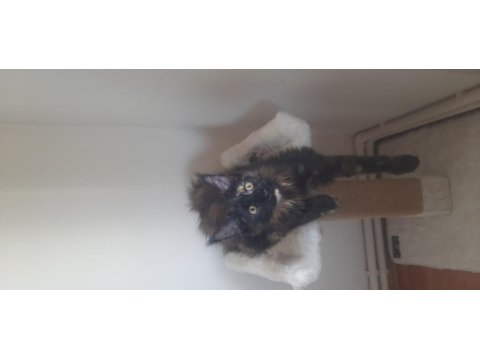 Maine coon tortie