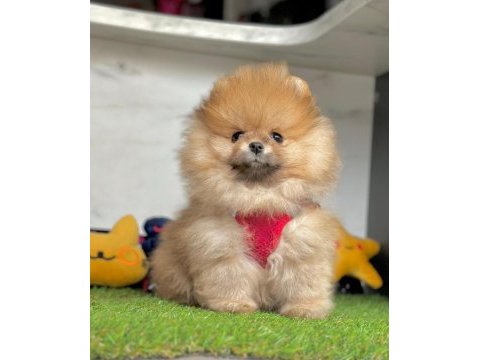 Sevimli pomeranian boo yavrularımız