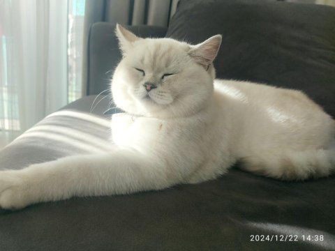 6 aylık erkek scottish shorthair silver point oğlum