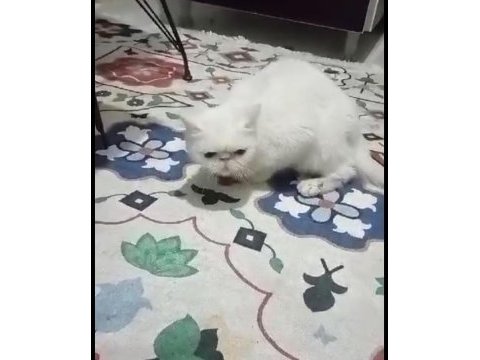 Ücretli sahiplenme 1 yasında dişi persian