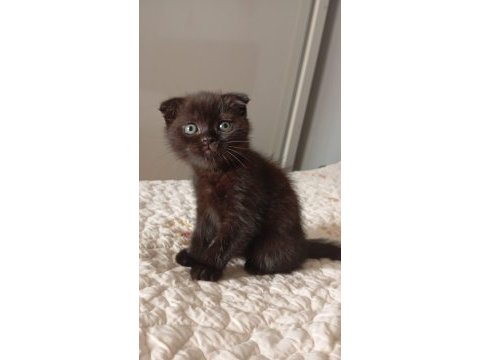 Çikolata british shorthair erkekler