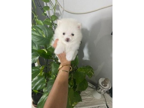 Kar beyaz erkek pomeranian