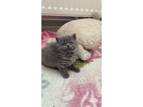 British longhair prens ve prenslerimiz rezerveye açıktır