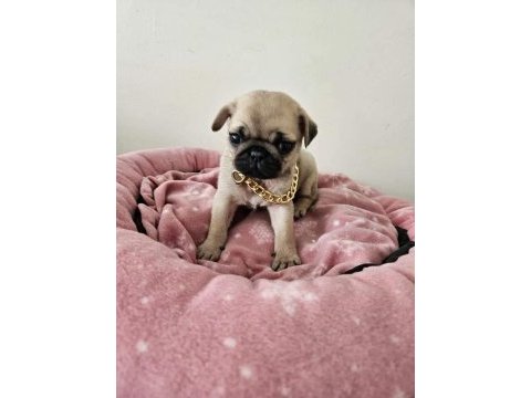 Sıfır burun gül kuyruk pug