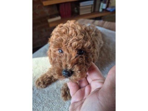 Safkan toy poodle yavrumuz