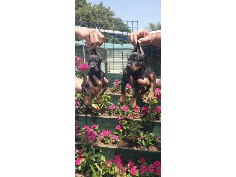 Sağlık ve ırk garantili doberman yavrularım