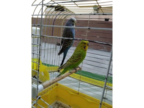 Jumbo muhabbet çift