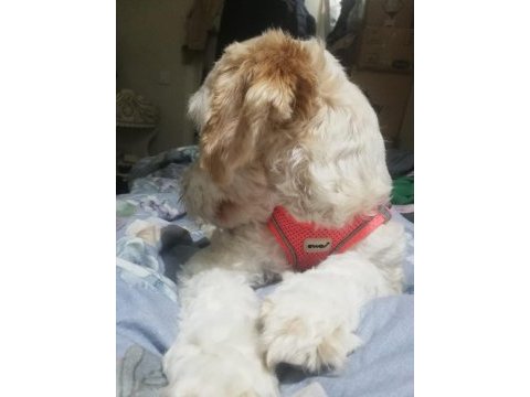 12 aylık kimlik dişi maltipoo