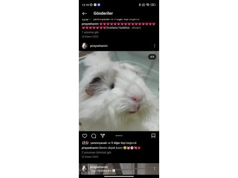 Dişi guinea pig