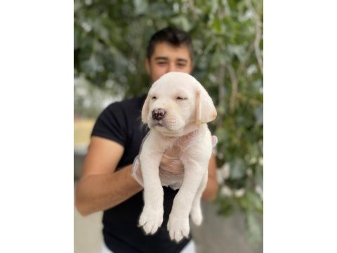 2 aylık labrador yavrularımız