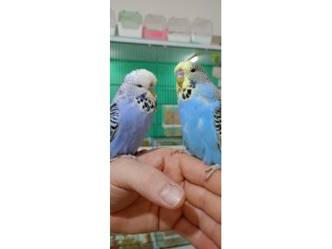 Jumbo muhabbet kuşu yavrular