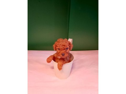 A kalite teacup poodle bebeklerimiz