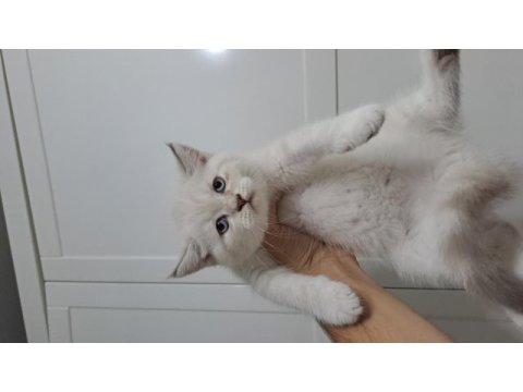 Scottish fold oyuncu yavrular