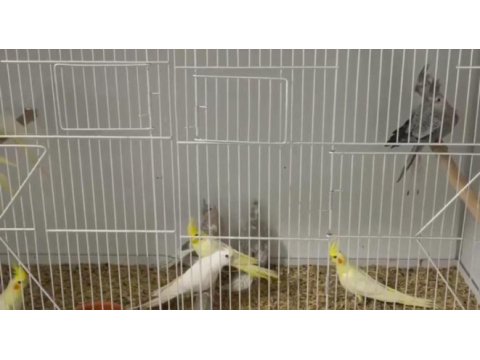 Sağlıklı 2 aylık sultan papağanı yavrular