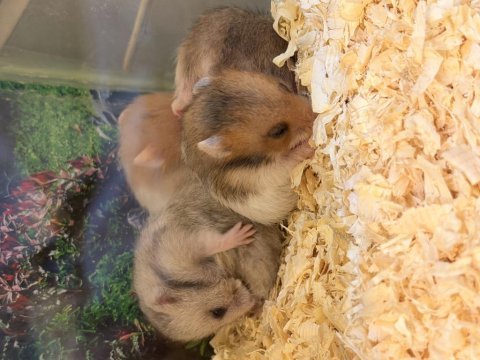 Bebek suriye hamster