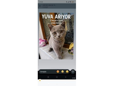 3 aylık yavru kediye yuva arıyoruz
