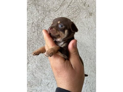 Renk renk chihuahua bebekler