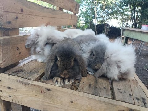 Safkan hollanda lop tavşan yavruları