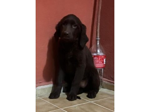 Labrador bebekler