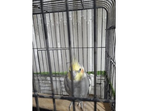 Grey erkek 9 aylık sultan papağanı