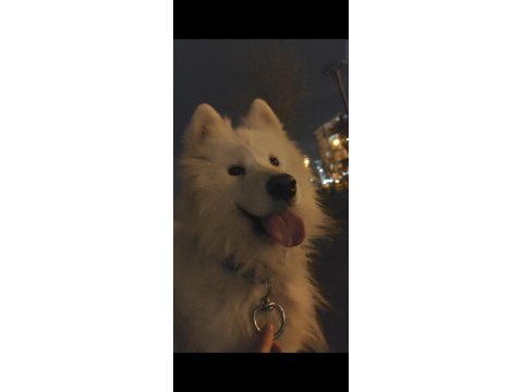 Samoyed süs köpeği 9 aylık