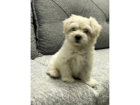 Maltese köpüş