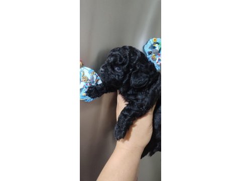 Siyahın en zarif hali poodle