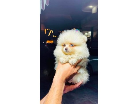 Bembeyaz mavi gözlü dişi pomeranian boo