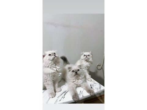 Point british longhair bebekler
