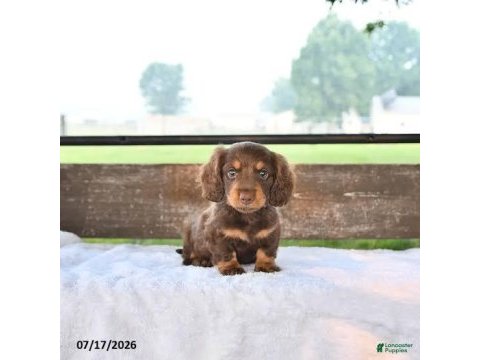Uzun tüylü chocolate and tan aşılı dachshund bebekler