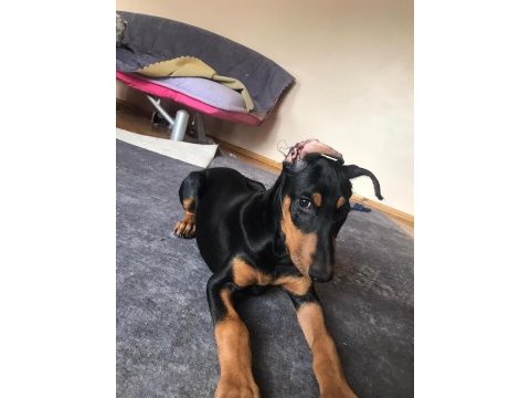 4 aylık doberman yavrusu