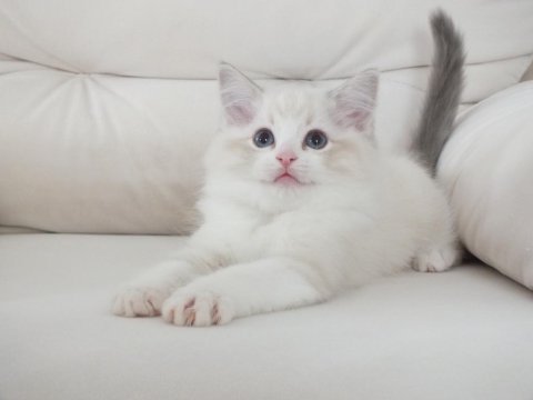 Full şecereli ragdoll yavruları