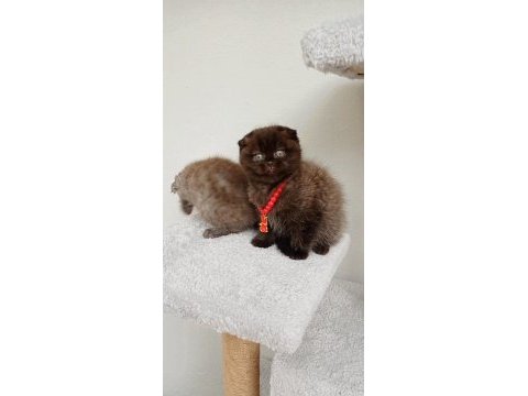Safkan muhteşem huylu özel renk scottish fold yavrular