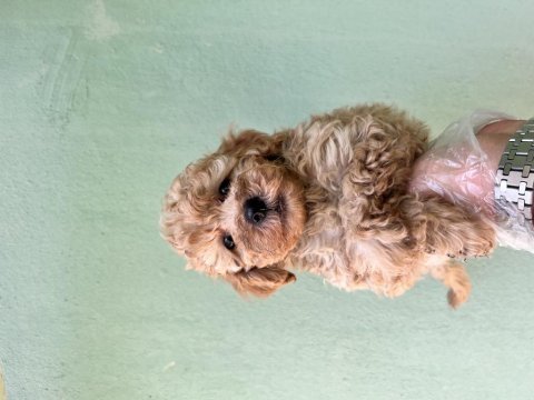 Toy poodle a kalite tüm illere gönderim