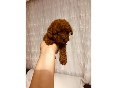 Adana safkan toy poodle ve kore poodle