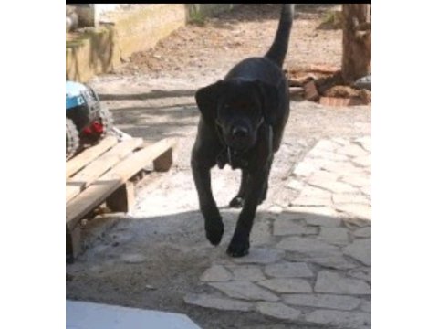 Tüm aşıları tam köpeğimiz çipi kimliği pasaportu var