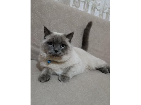 Kedimiz 1 yaşında olup british shorthair point erkektir